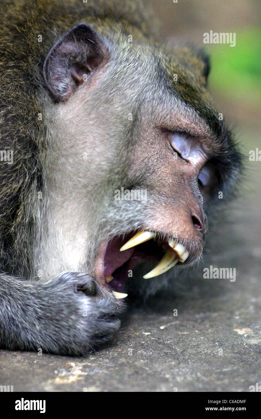 Scared Macaque Monkey mouth wide open teeth hi-res stock photography and images - Alamy