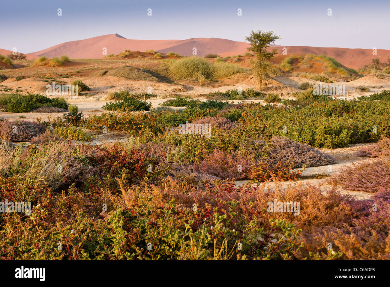 Sand dunes and wildflowers at Sossusvlei, Namib-Naukluft Park, Namibia ...