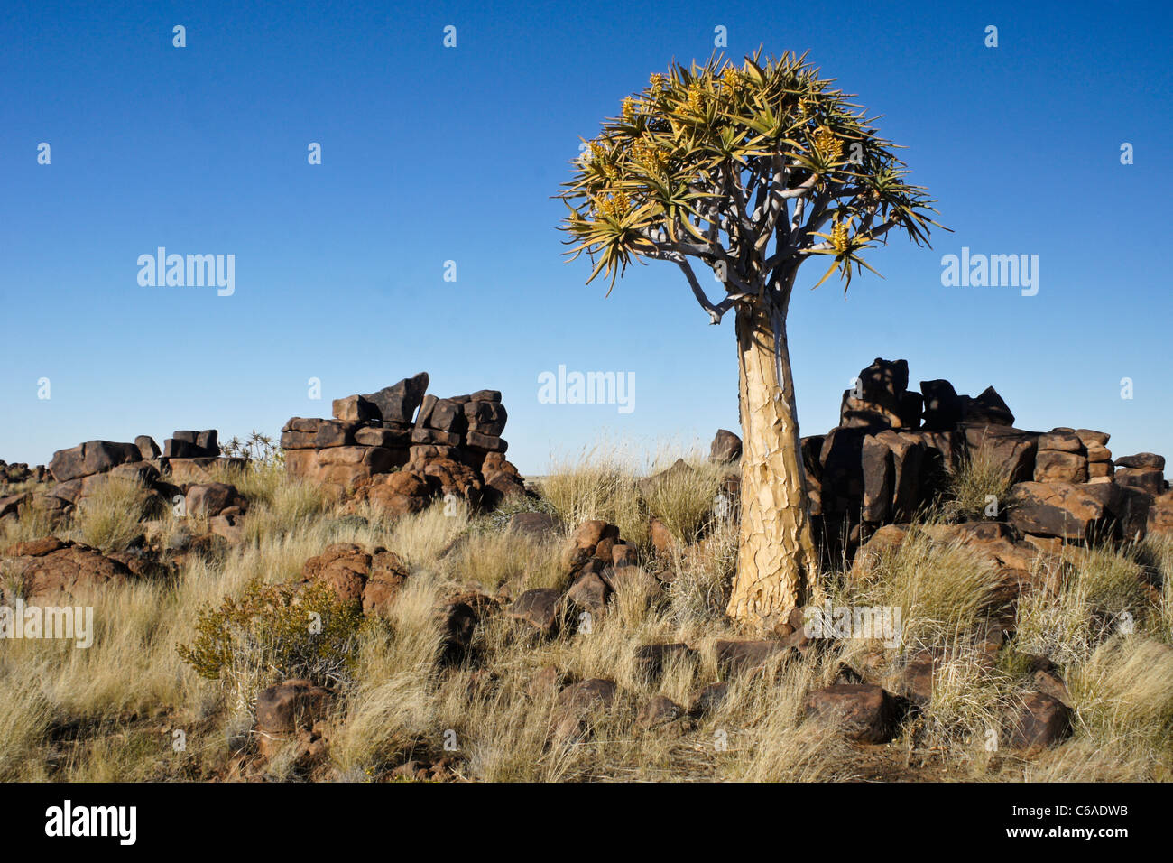 Quivertree in bloom, Giants' Playground, Namibia Stock Photo