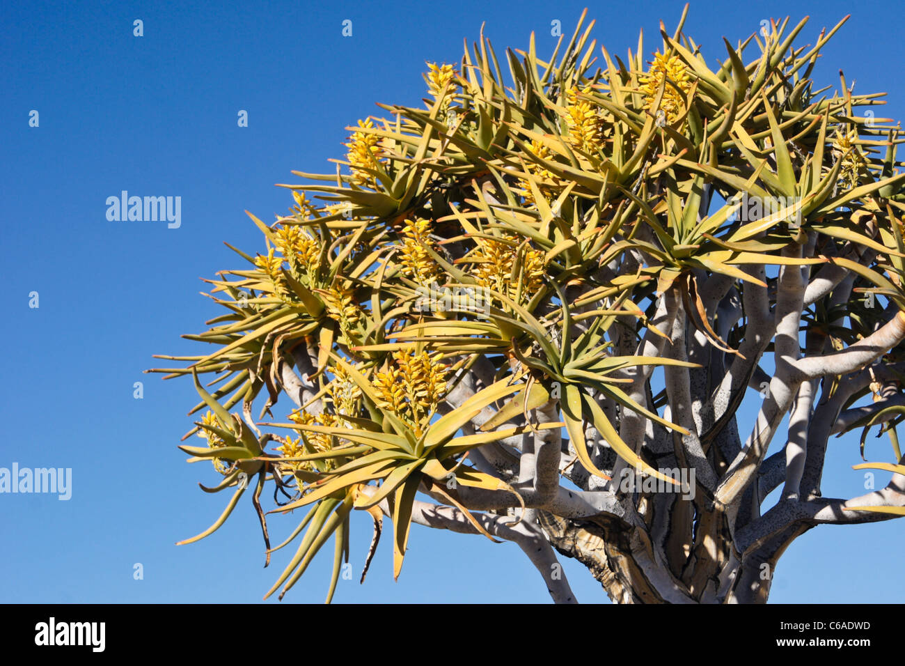 Quivertree in bloom, Namibia Stock Photo