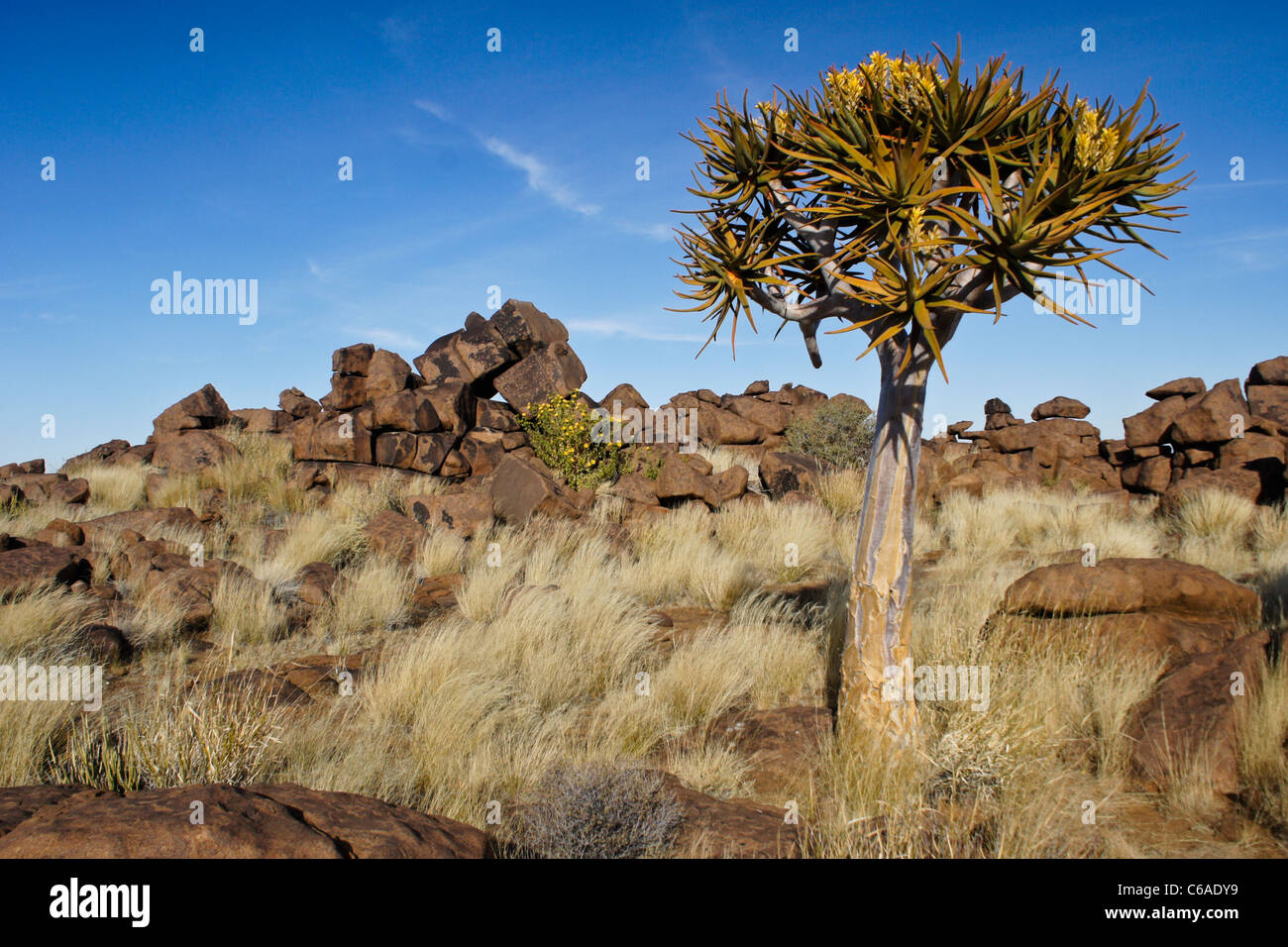 Quivertree in bloom, Giants' Playground, Namibia Stock Photo