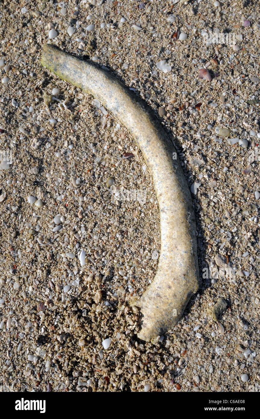 Old rib bone on beach, probably from a dugong. Torres Strait ...