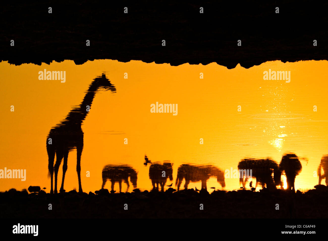 Animals reflected in waterhole at sunset, Etosha NP, Namibia Stock Photo