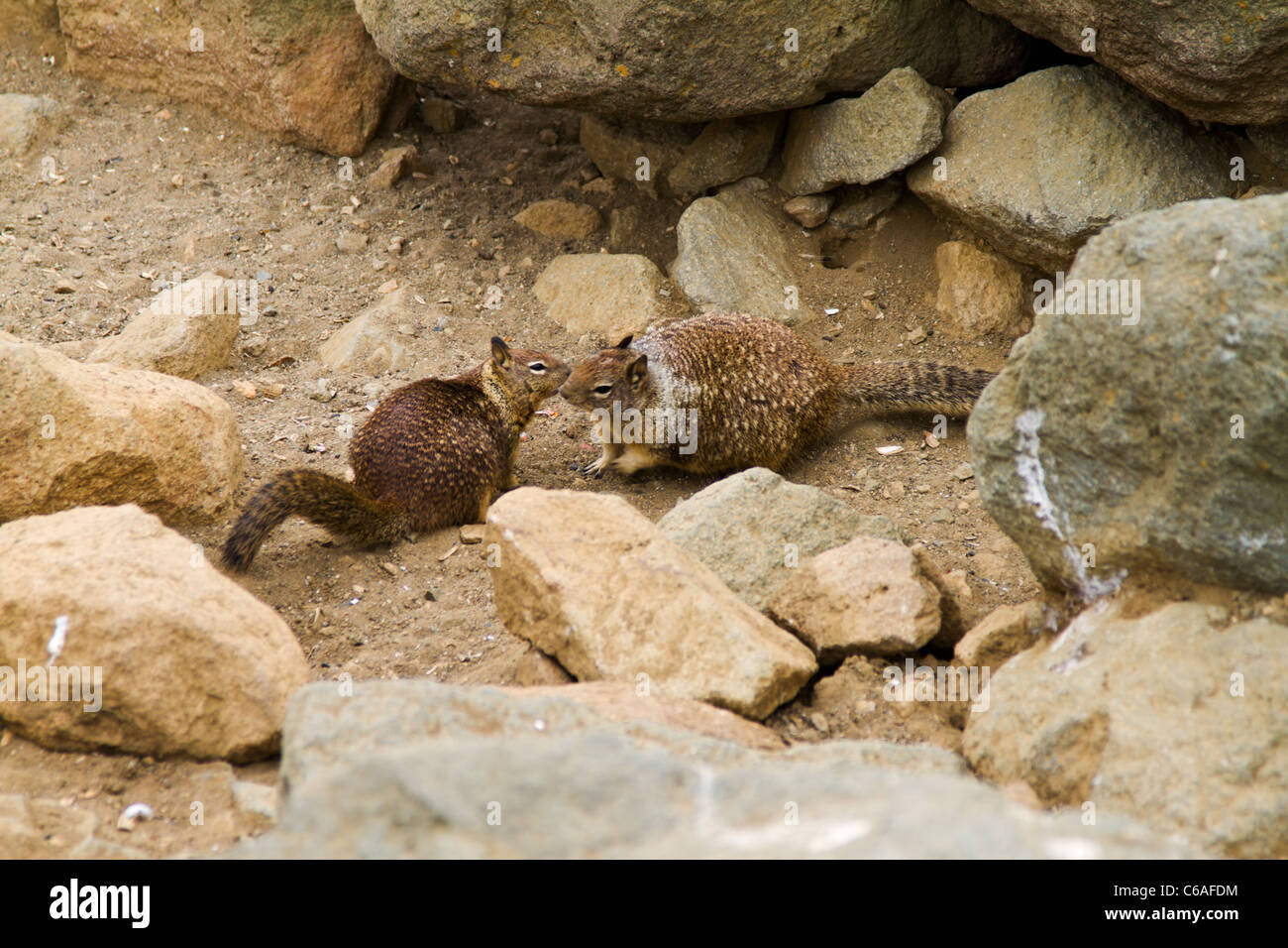 Ground squirrels kissing Stock Photo