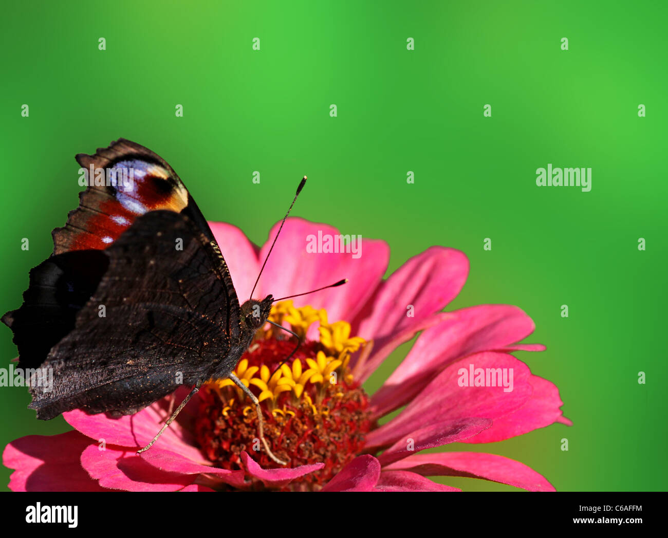 green background with butterfly (european peacock) on flower Stock Photo