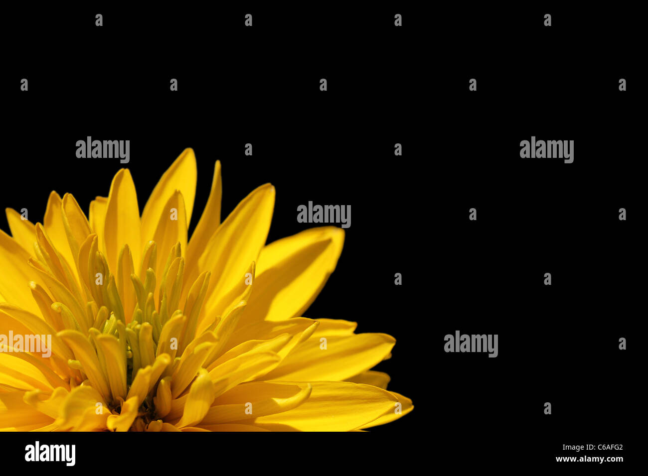 yellow flower over black background Stock Photo Alamy