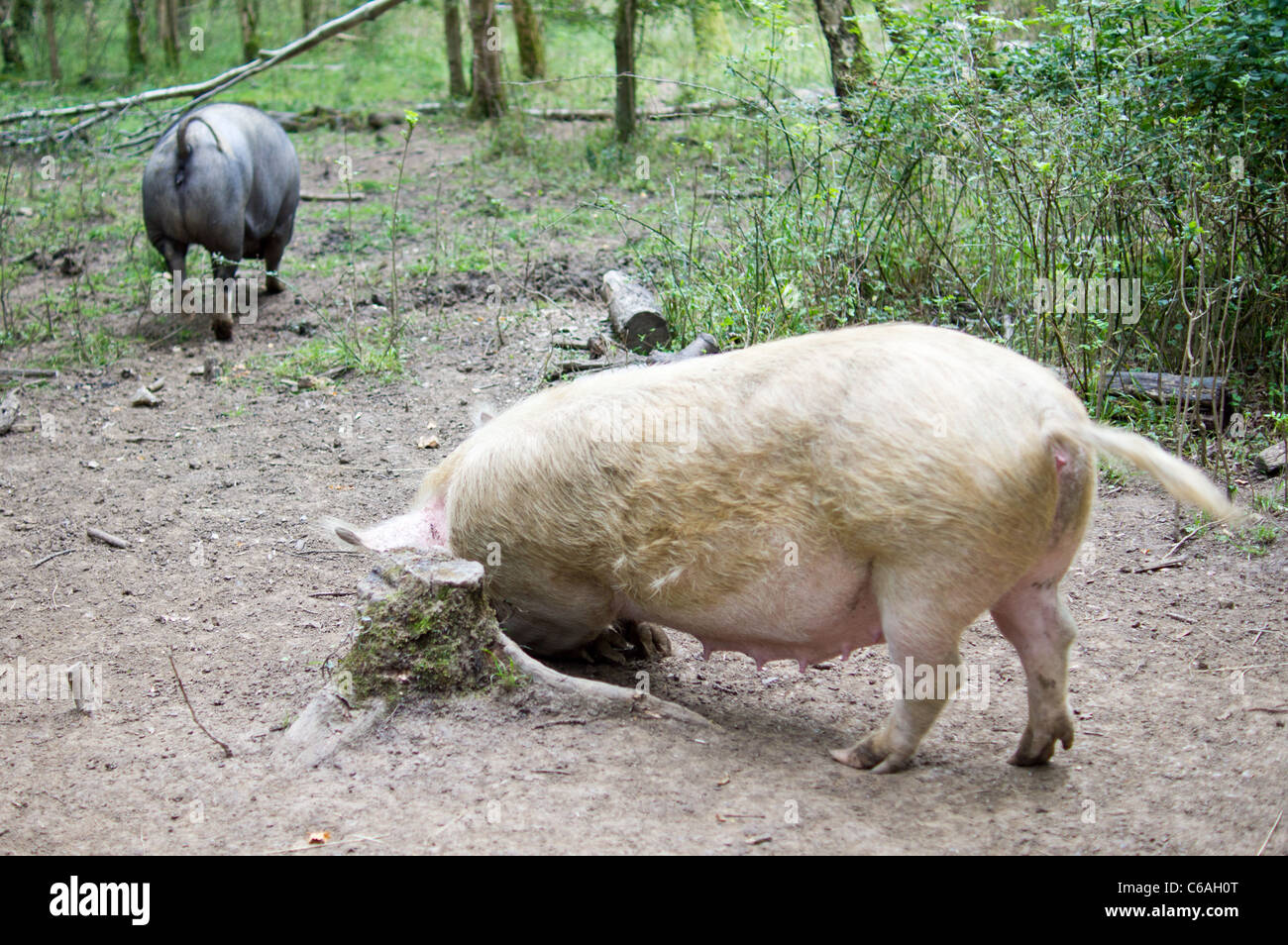 A black and a white free range pig. One scratching against a tree stump Stock Photo