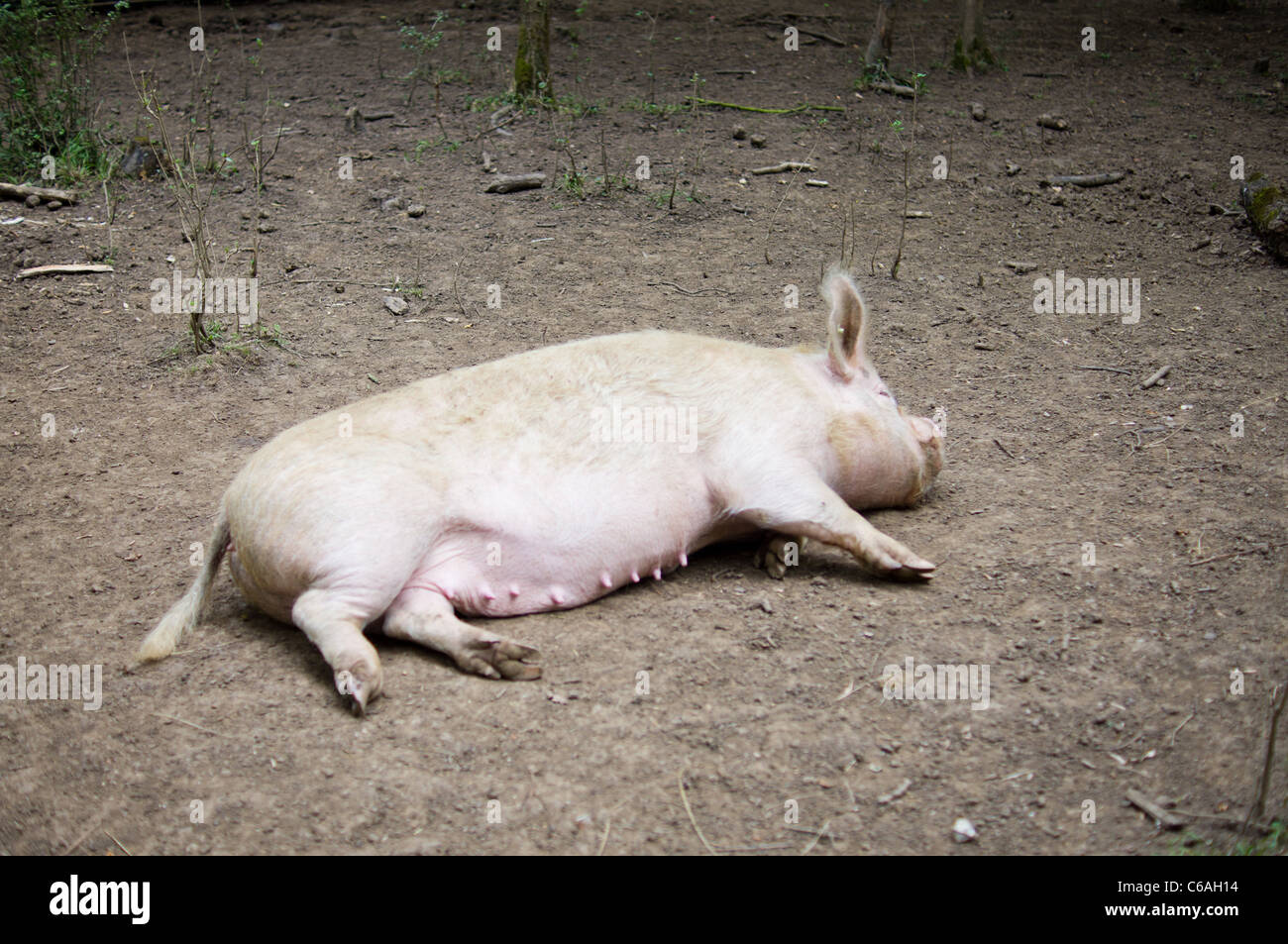 A white free range pig laying down in the dirt Stock Photo