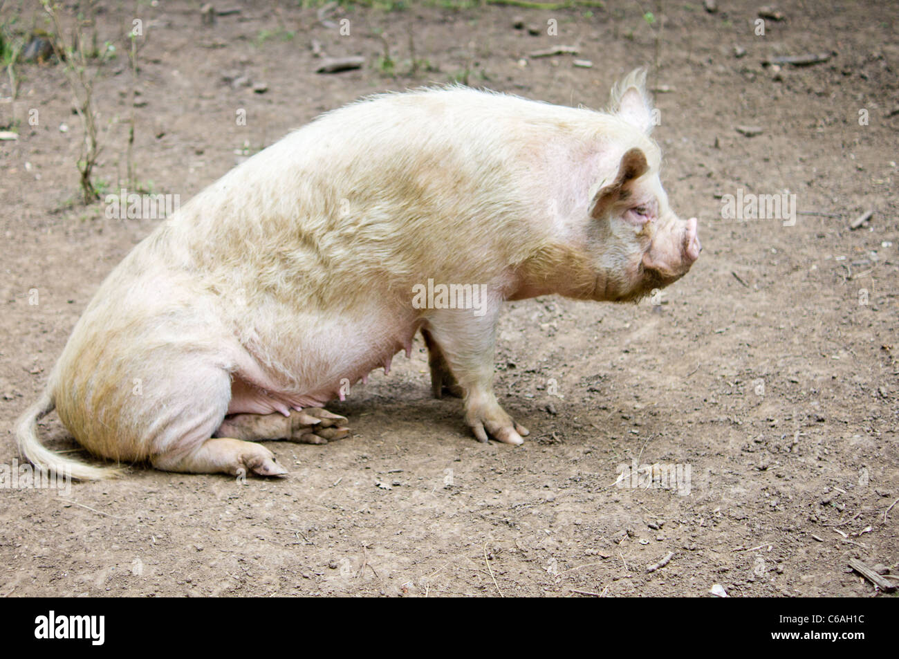 A white free range pig sat down in the dirt Stock Photo