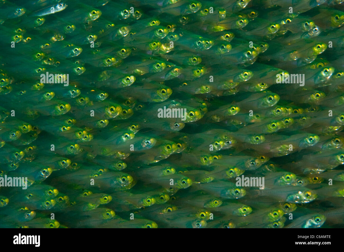 School of Golden Sweepers, Parapriacanthus ransonneti, profile, North Male Atoll, Maldives Stock Photo