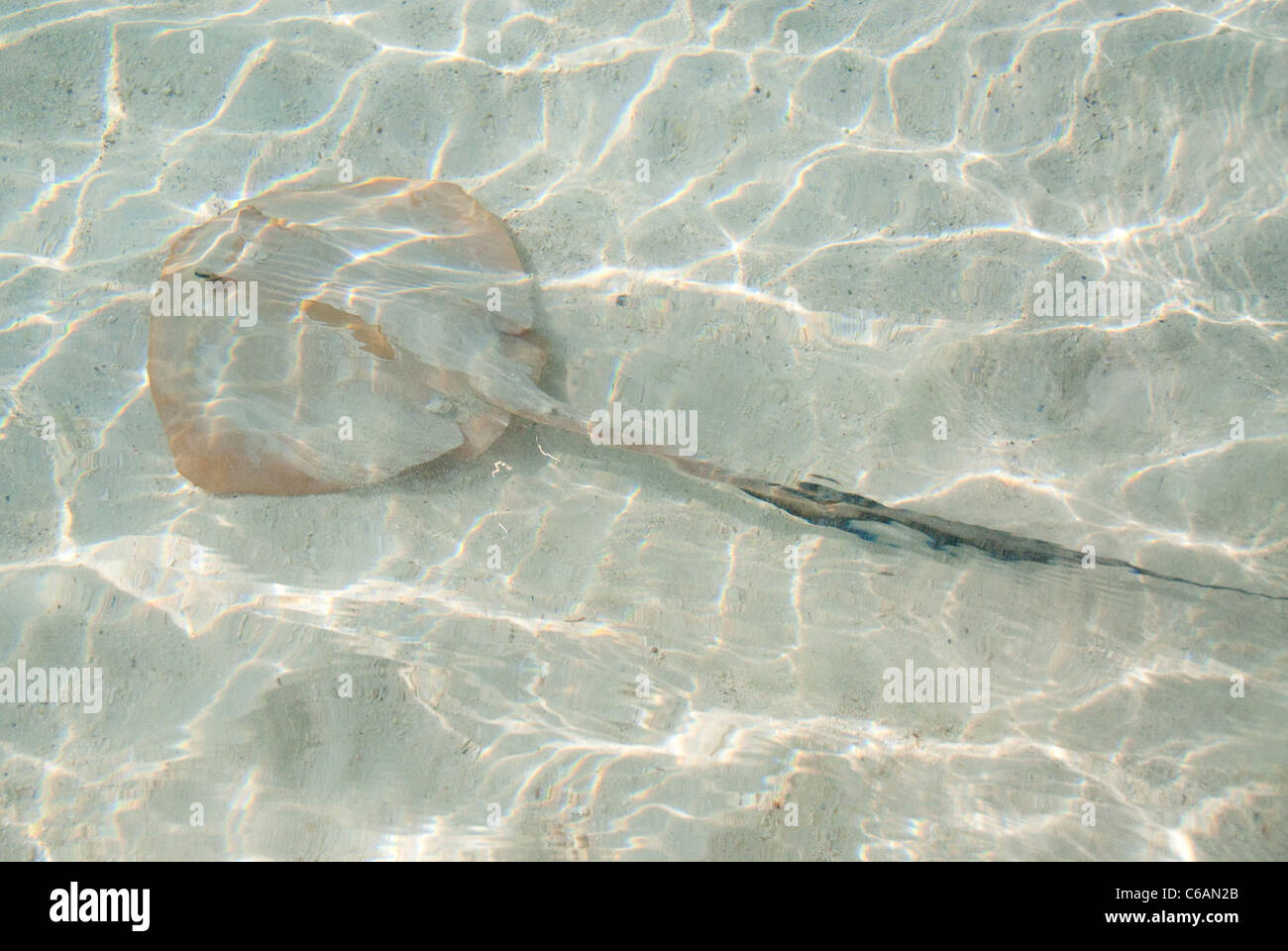 A Pink Whipray, Himantura fai, in the shallows, from above, North Male Atoll, Maldives Stock Photo