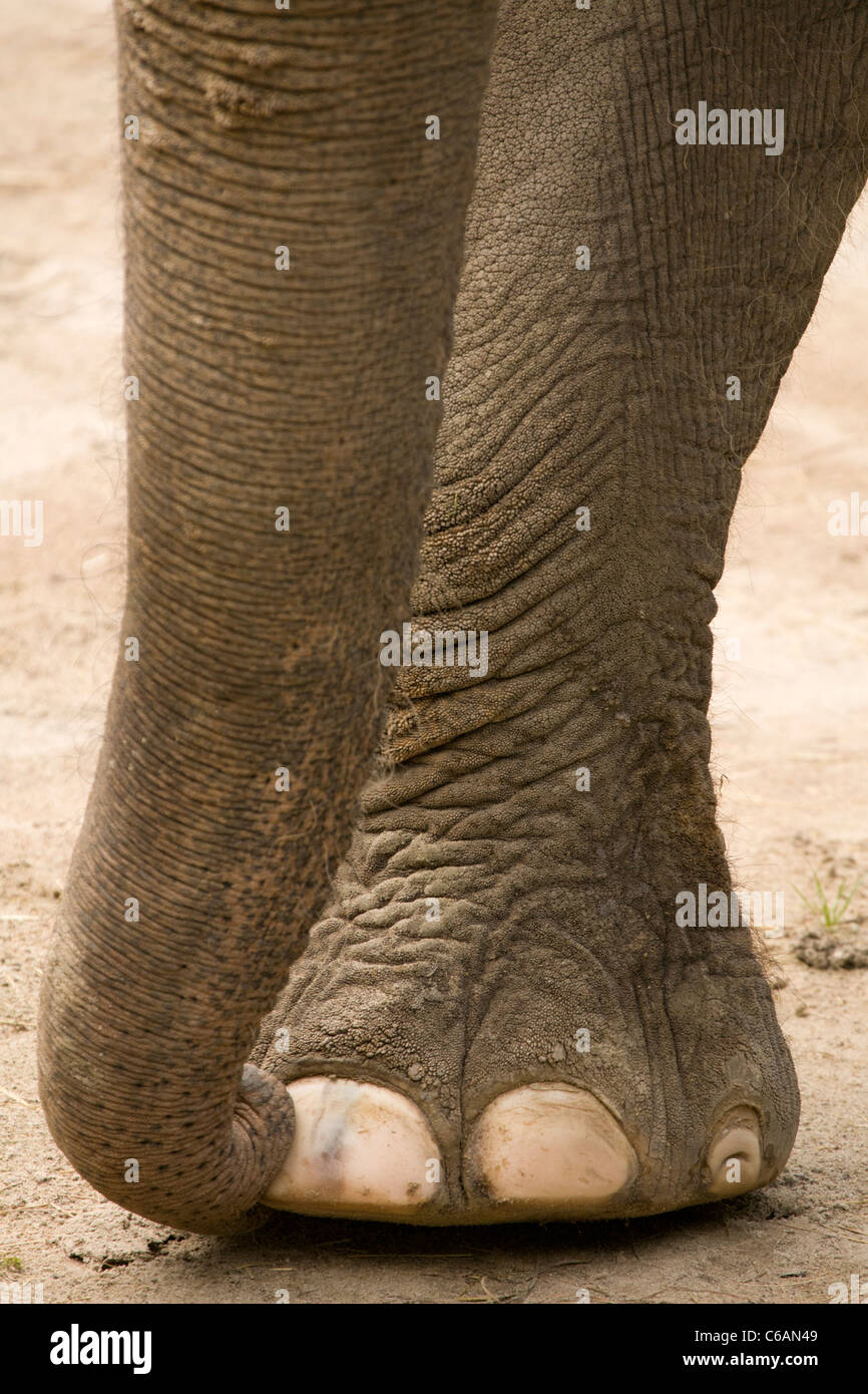 Elephant legs hires stock photography and images Alamy