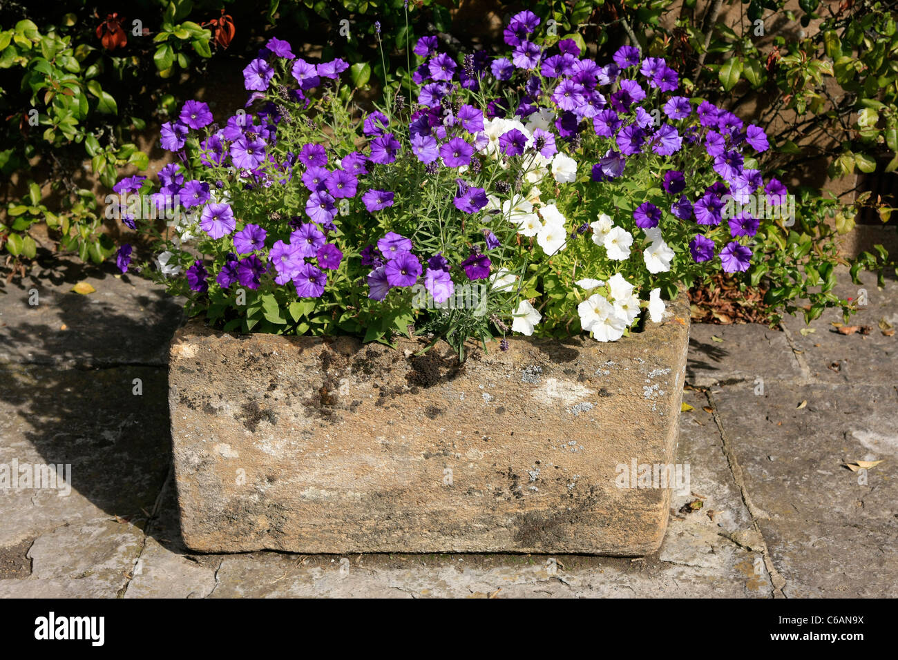 Mixed Petunia's along with Lavender in a concrete trough outside a house in England Stock Photo