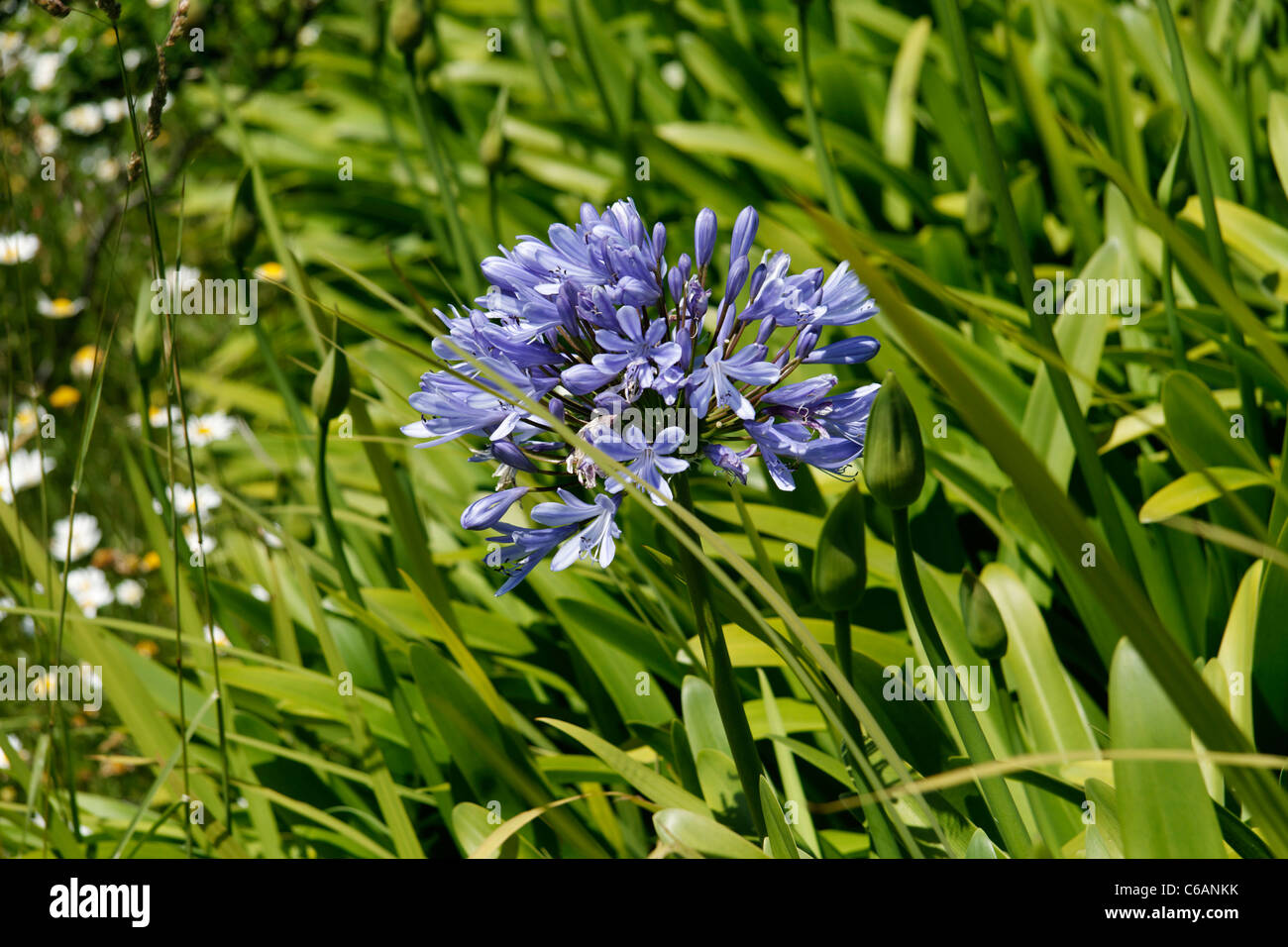 Agapanthus (Lily of the Nil) 'Blue Triumphator' in flower (Agapanthus sp). Stock Photo