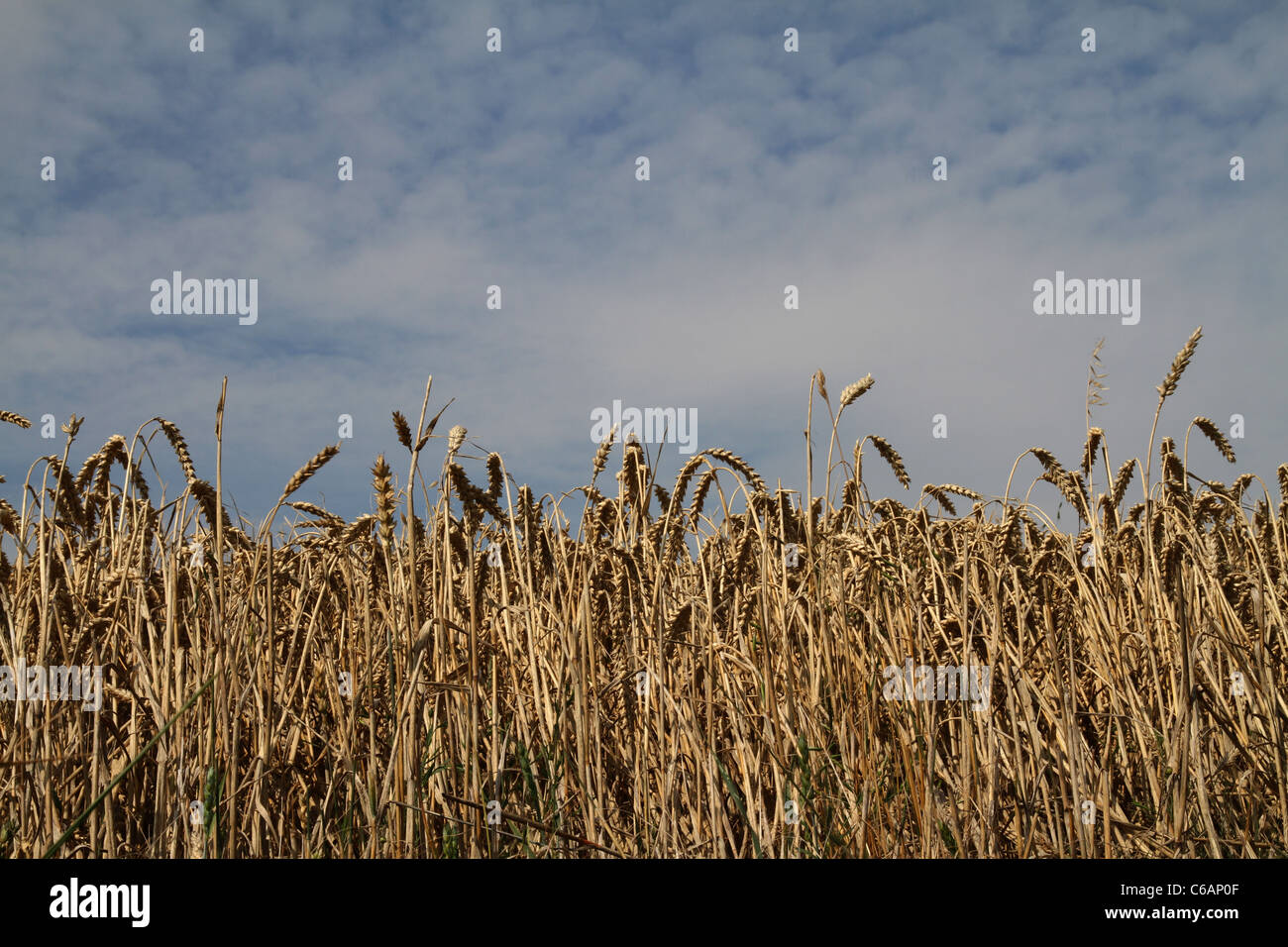 Cornfield ready to harvest in Kent, England, UK Stock Photo - Alamy