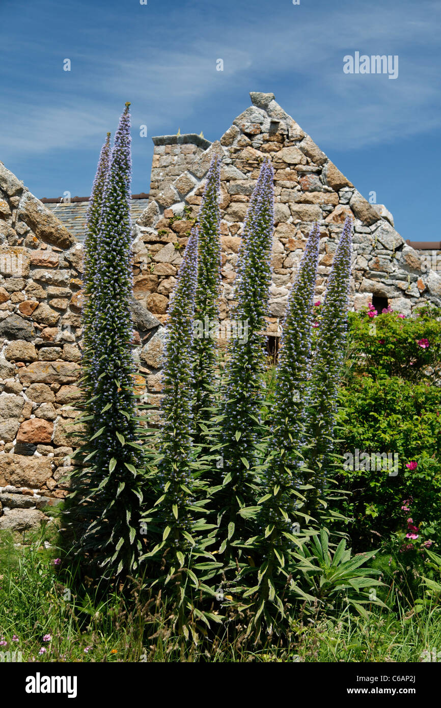 Giant  Viper's bugloss, Tree Echium, Pine echium, Echium pininana. Island of Brehat, Brittany, France. Stock Photo