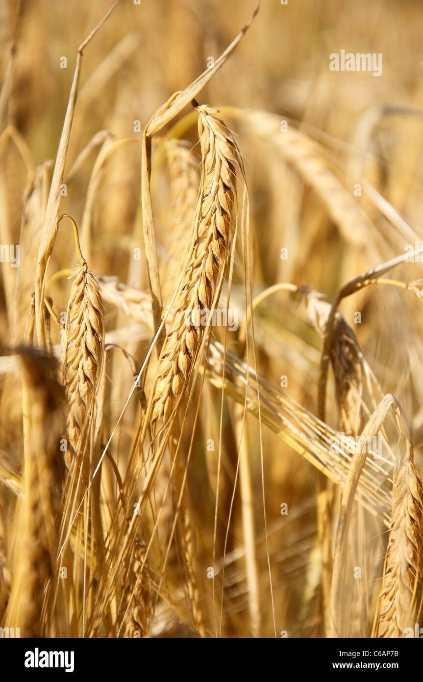 Closeup of an ear of ripe, yellow barley Stock Photo