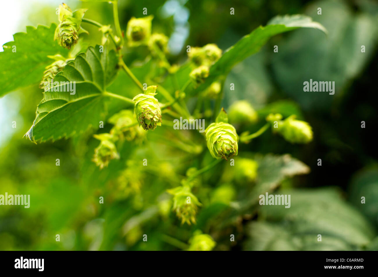 Closeup of umbels of hops, ready to be harvested and to be used for beer brewing Stock Photo