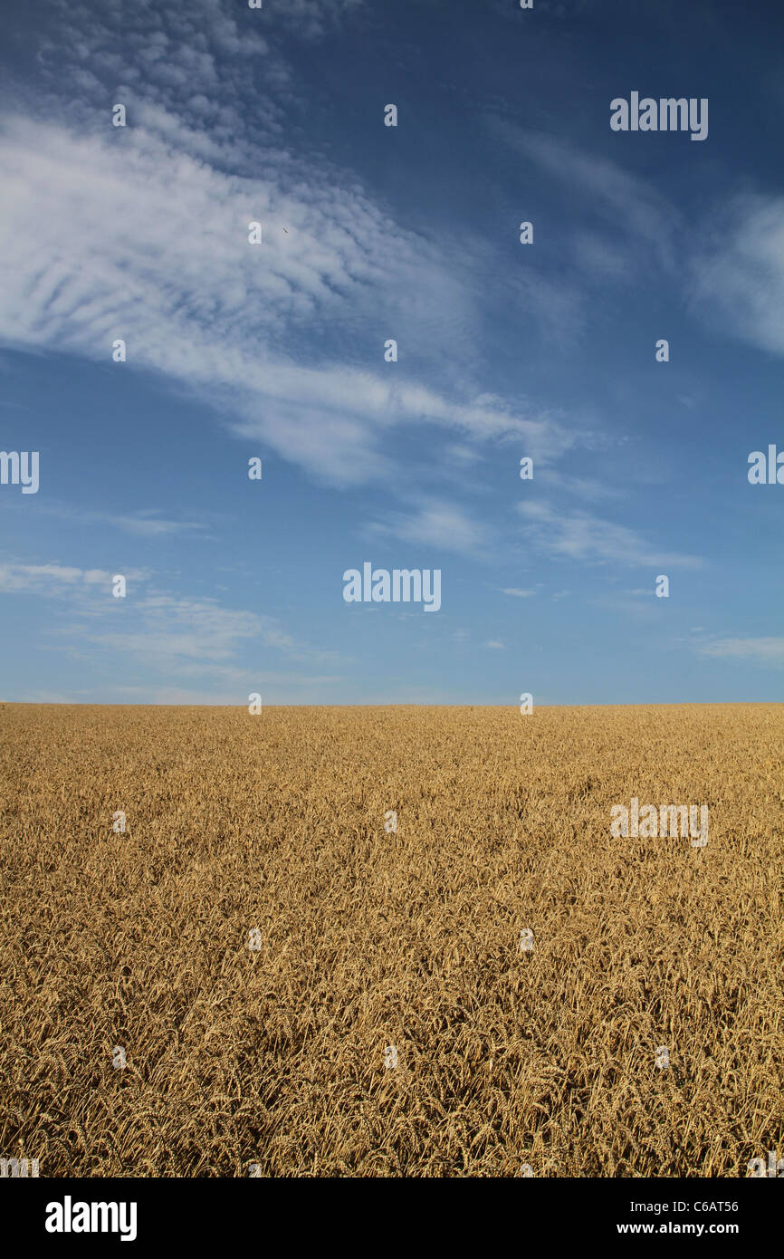 Cornfield ready to harvest in Kent, England, UK Stock Photo - Alamy