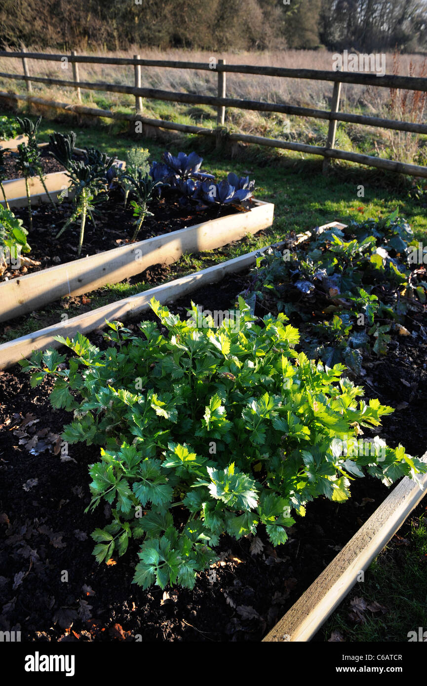 A crop of parsley growing on into late autumn in a vegetable garden UK