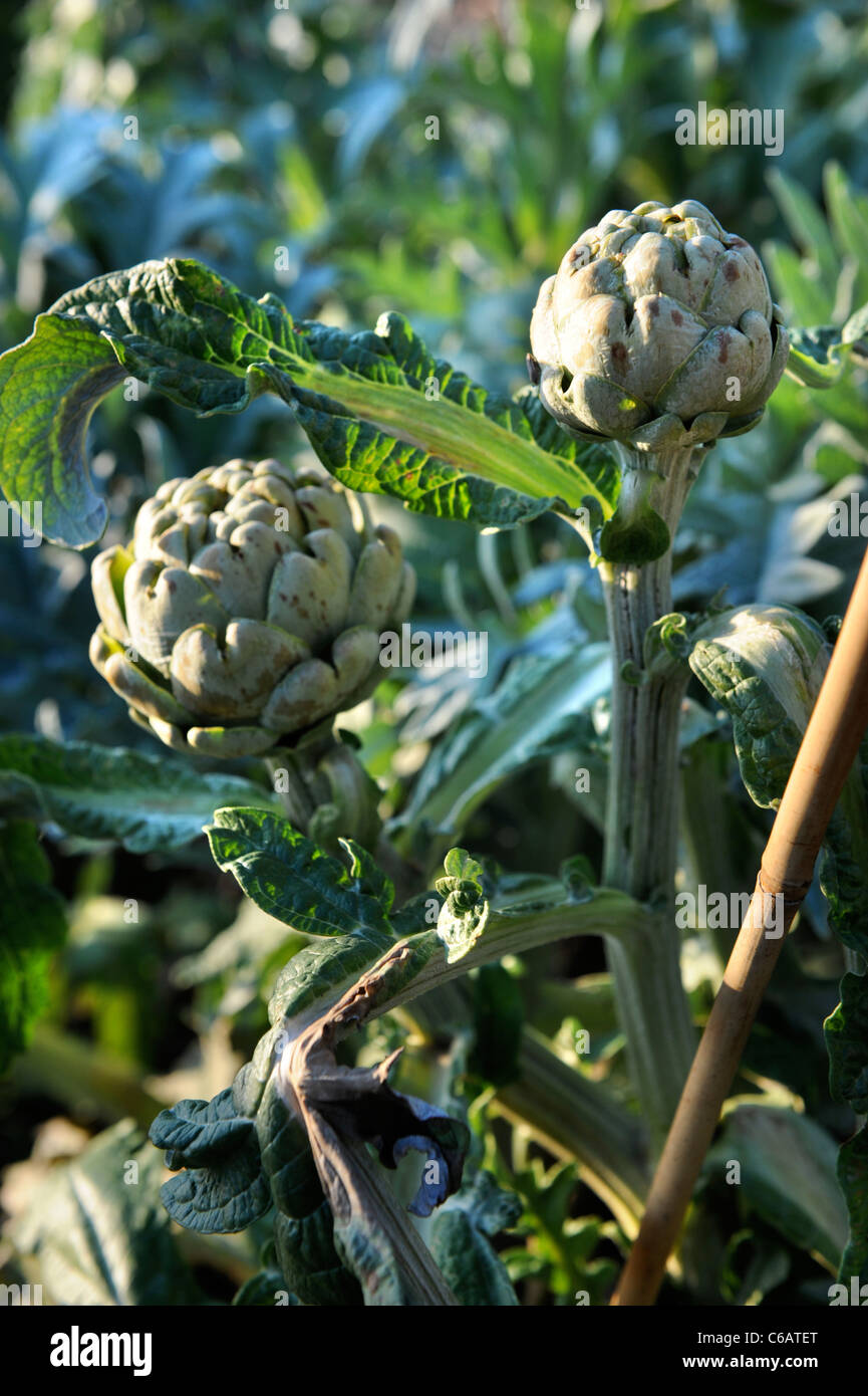 Winter Globe Artichokes growing on into late autumn in a vegetable