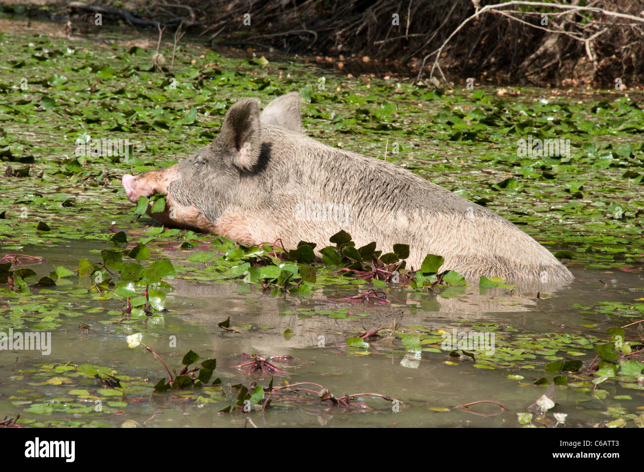 Turopolje Pig feeding on Water Caltrop in Lonjsko Polje nature park in Croatia.   Ein Turopolje-Schwein frisst Wassernüsse. Stock Photo