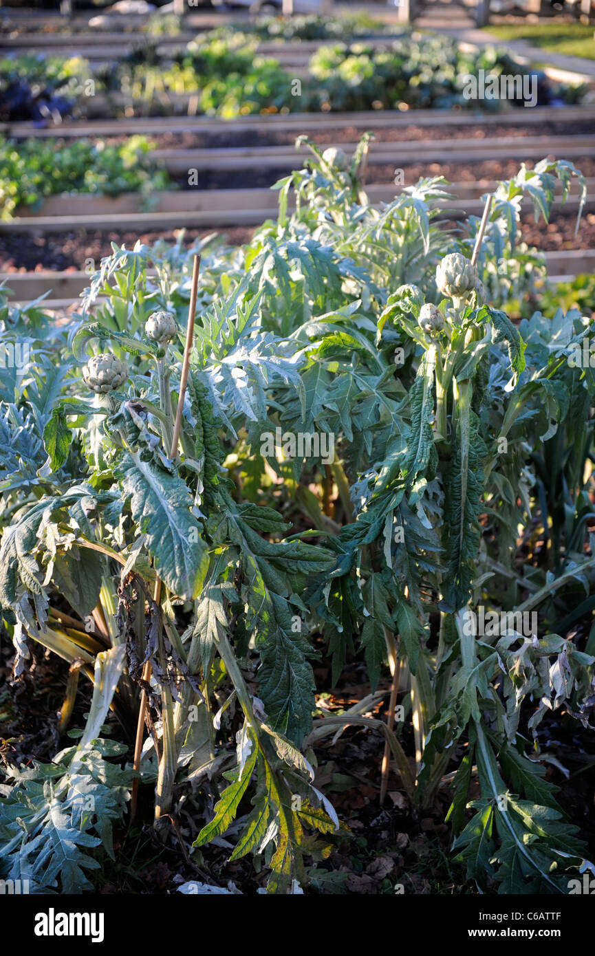 Winter Globe Artichokes growing on into late autumn in a vegetable