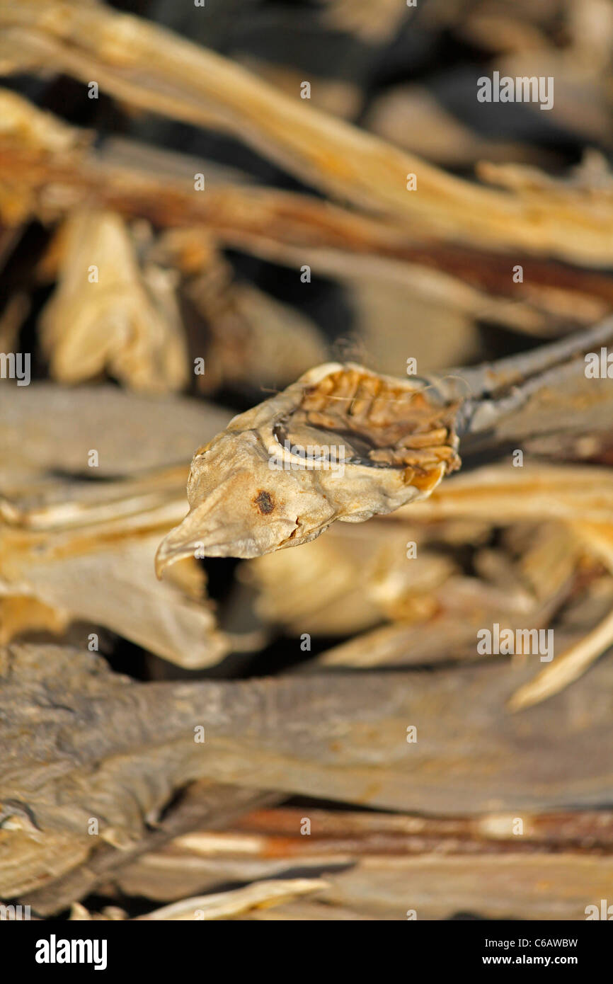 Dried fish, Arunachal Pradesh, India Stock Photo