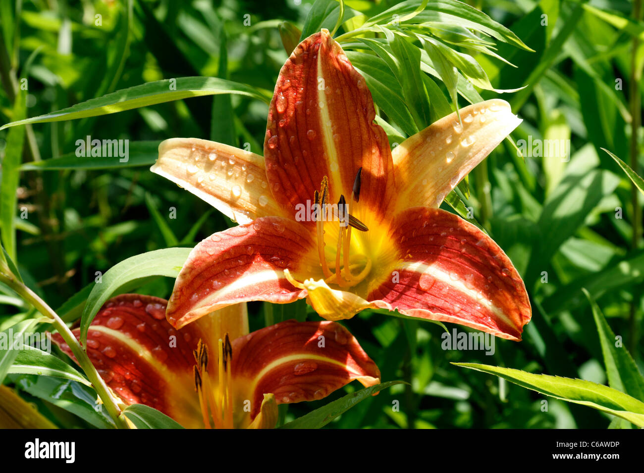 Day lily flower, yellow and red flower, perennial plant (Hemerocallis). Stock Photo