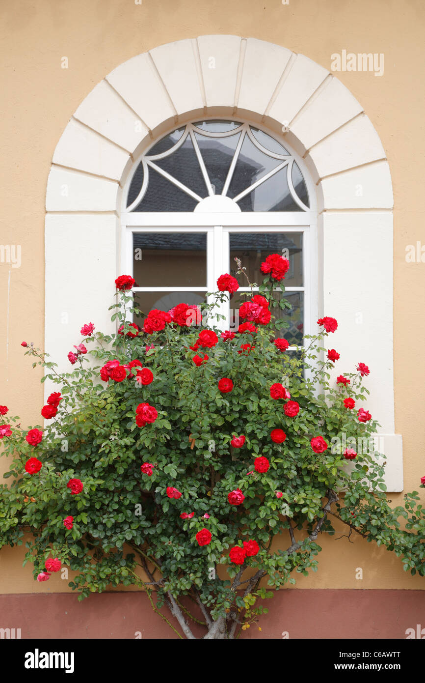 Window with roses, Johannisberg Castle, Rhine valley river district, Germany Stock Photo