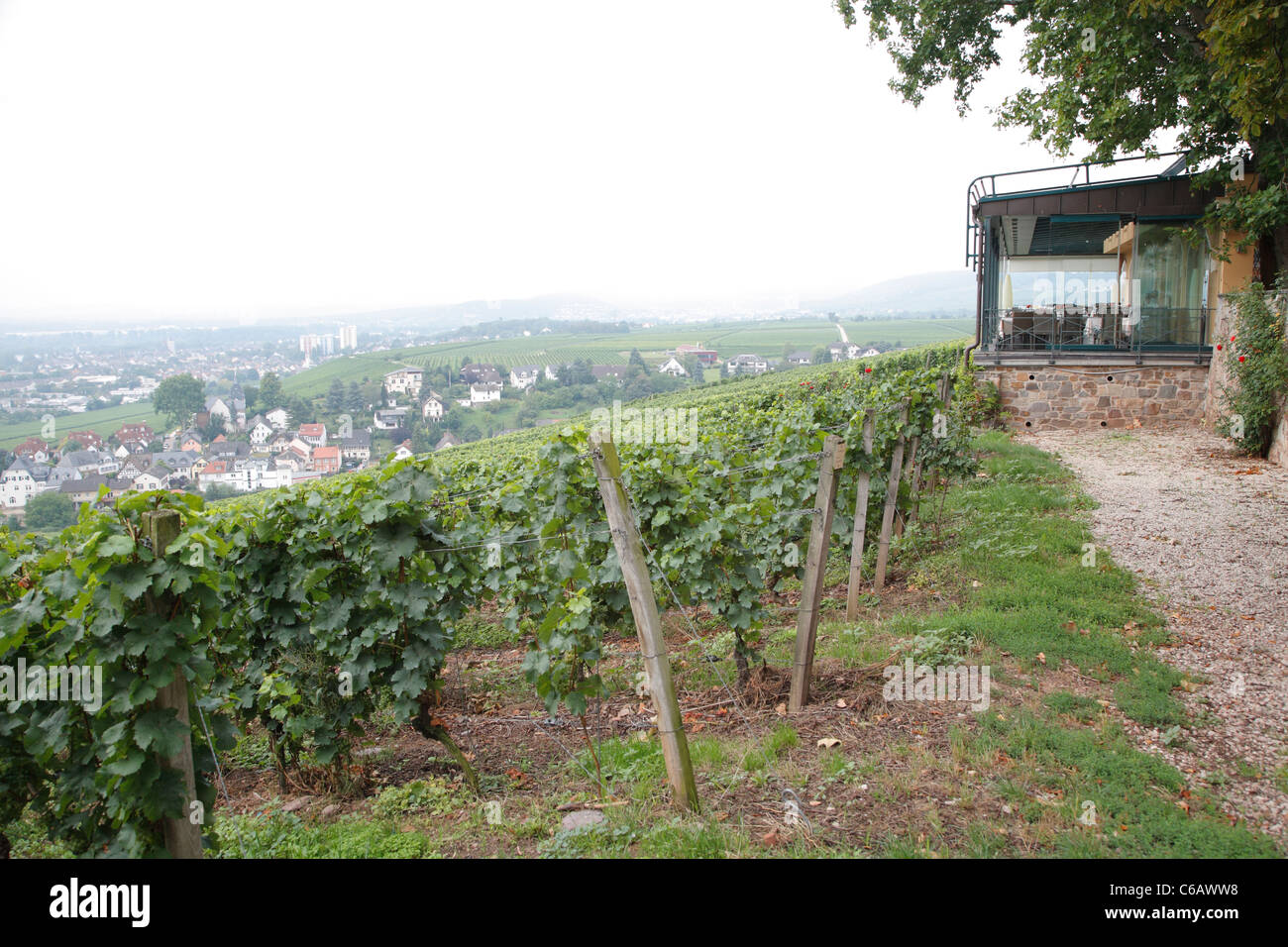 Grape vines, Johannisberg Castle winery vineyard, Rhine valley river district, Germany Stock Photo