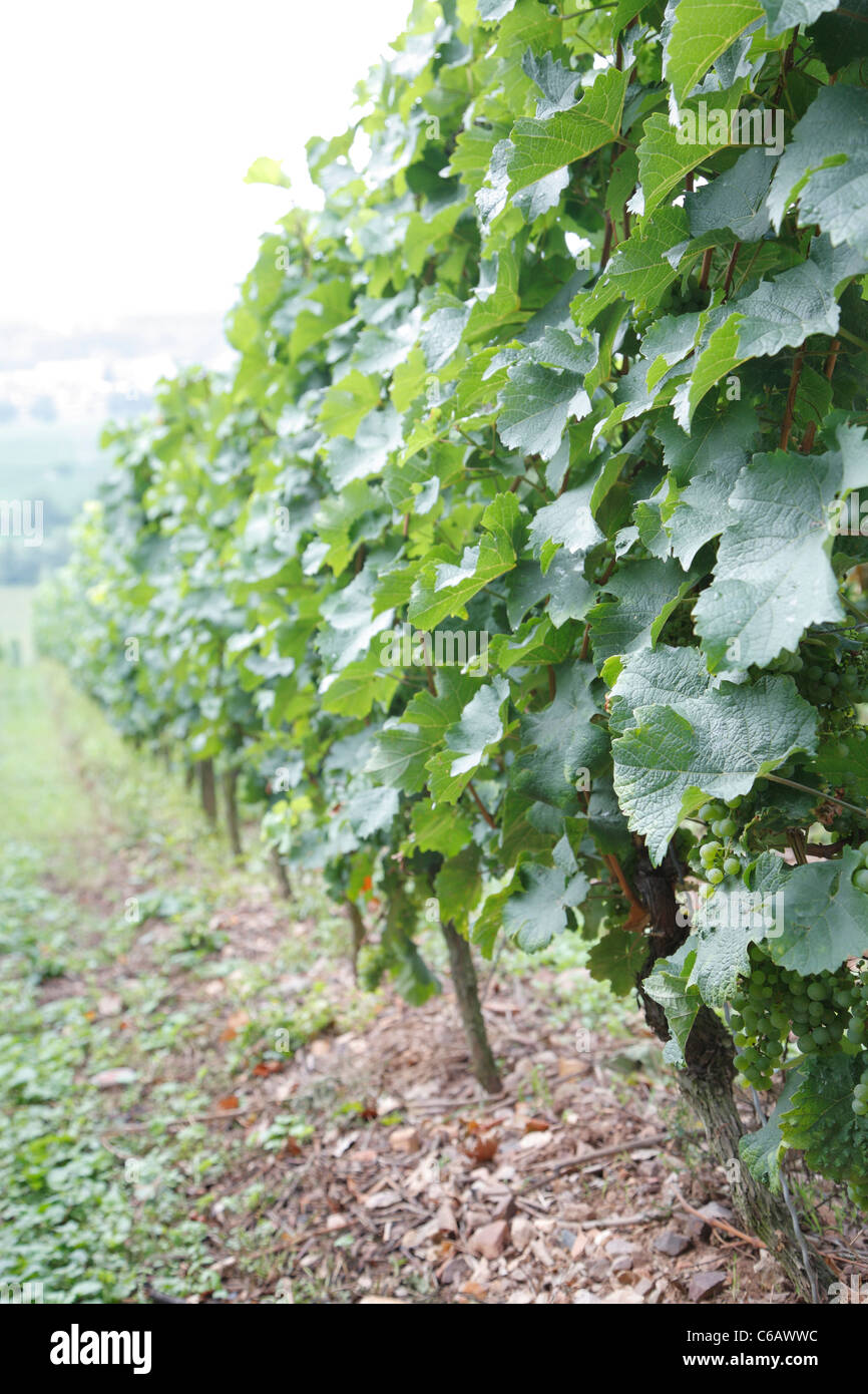 Grape vines, Johannisberg Castle winery vineyard, Rhine valley river district, Germany Stock Photo