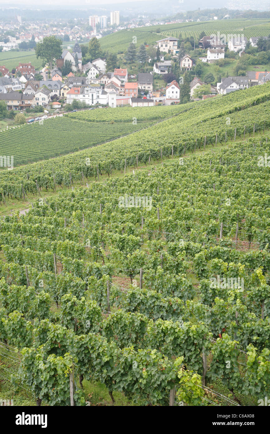 Grape vines, Johannisberg Castle winery vineyard, Rhine valley river district, Germany Stock Photo