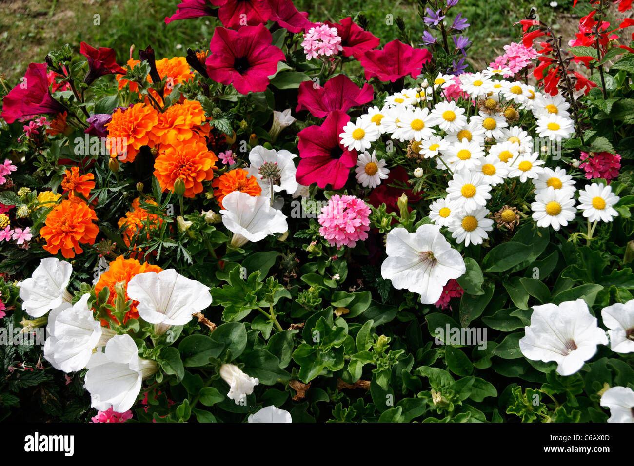 Massive annual flower in a garden : marigold (Tagetes, Carnation of India), petunia,  chrysanthemum. Stock Photo