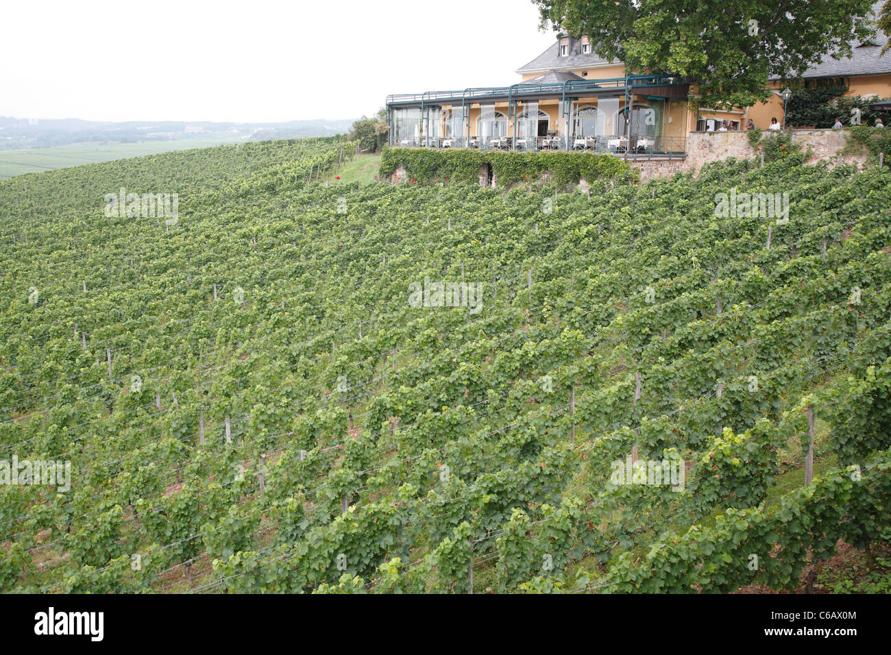 Grape vines, Johannisberg Castle winery vineyard, Rhine valley river district, Germany Stock Photo