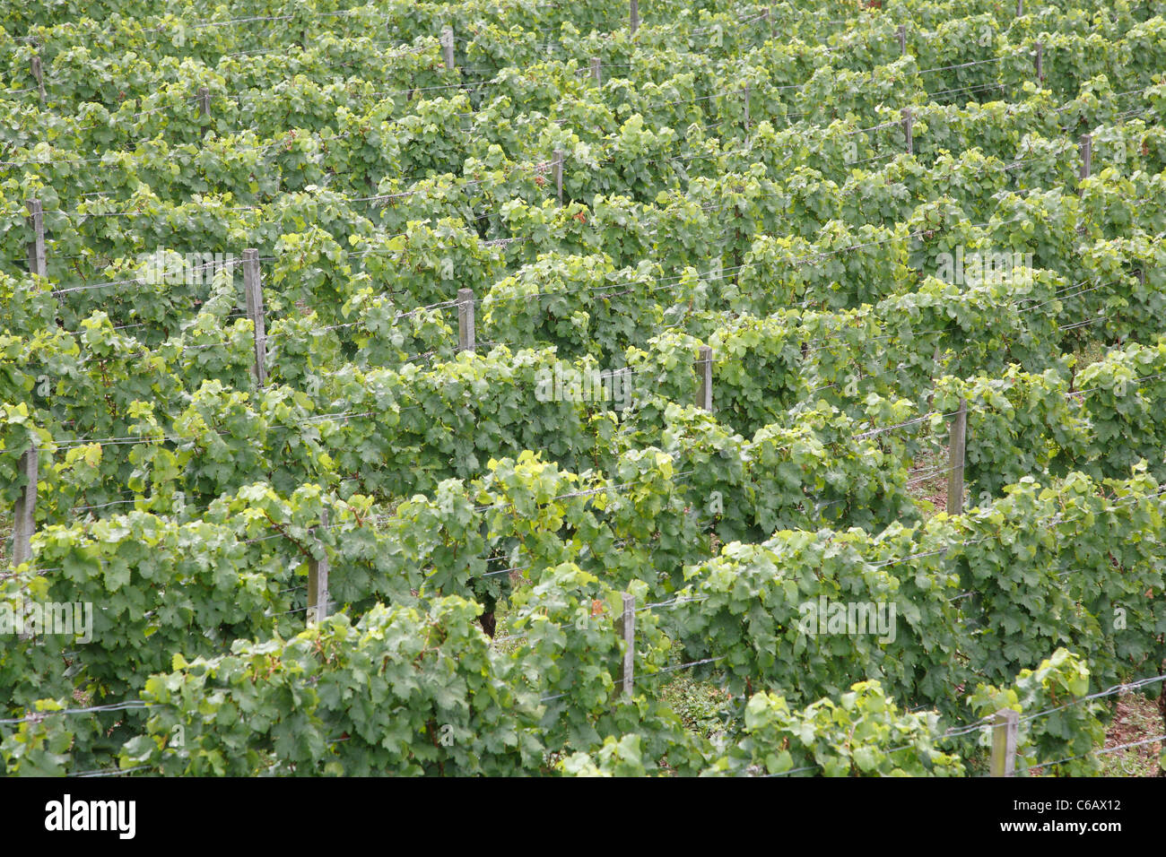 Grape vines, Johannisberg Castle winery vineyard, Rhine valley river district, Germany Stock Photo