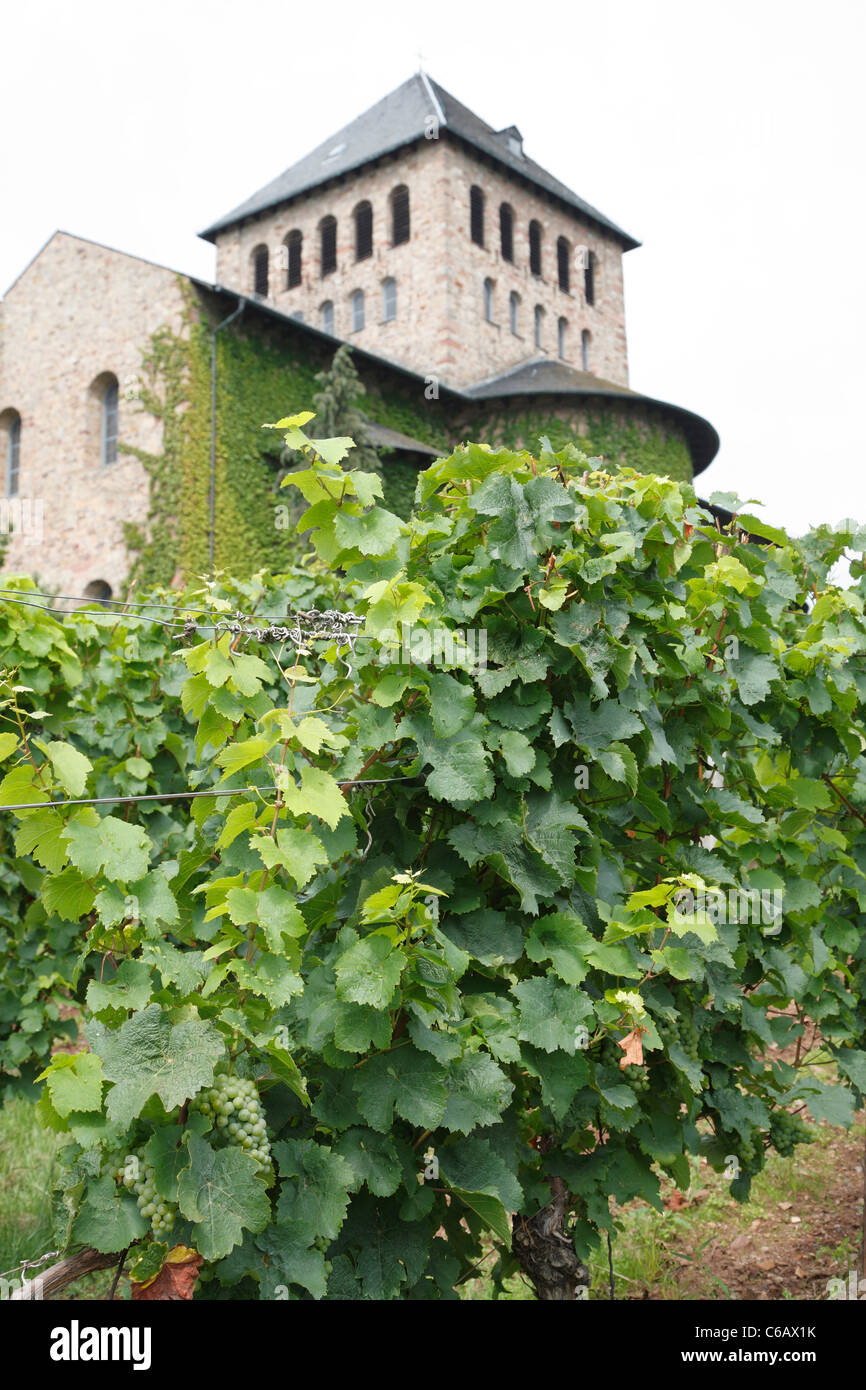 Grape vines and Basilica, Johannisberg Castle winery vineyard, Rhine valley river district, Germany Stock Photo