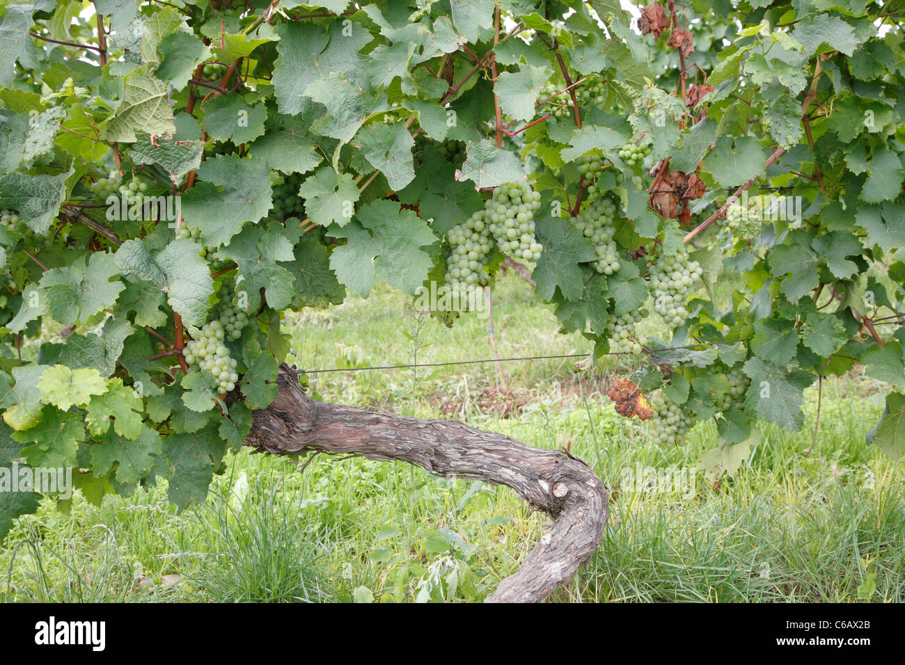 Grape vines, Johannisberg Castle winery vineyard, Rhine valley river district, Germany Stock Photo
