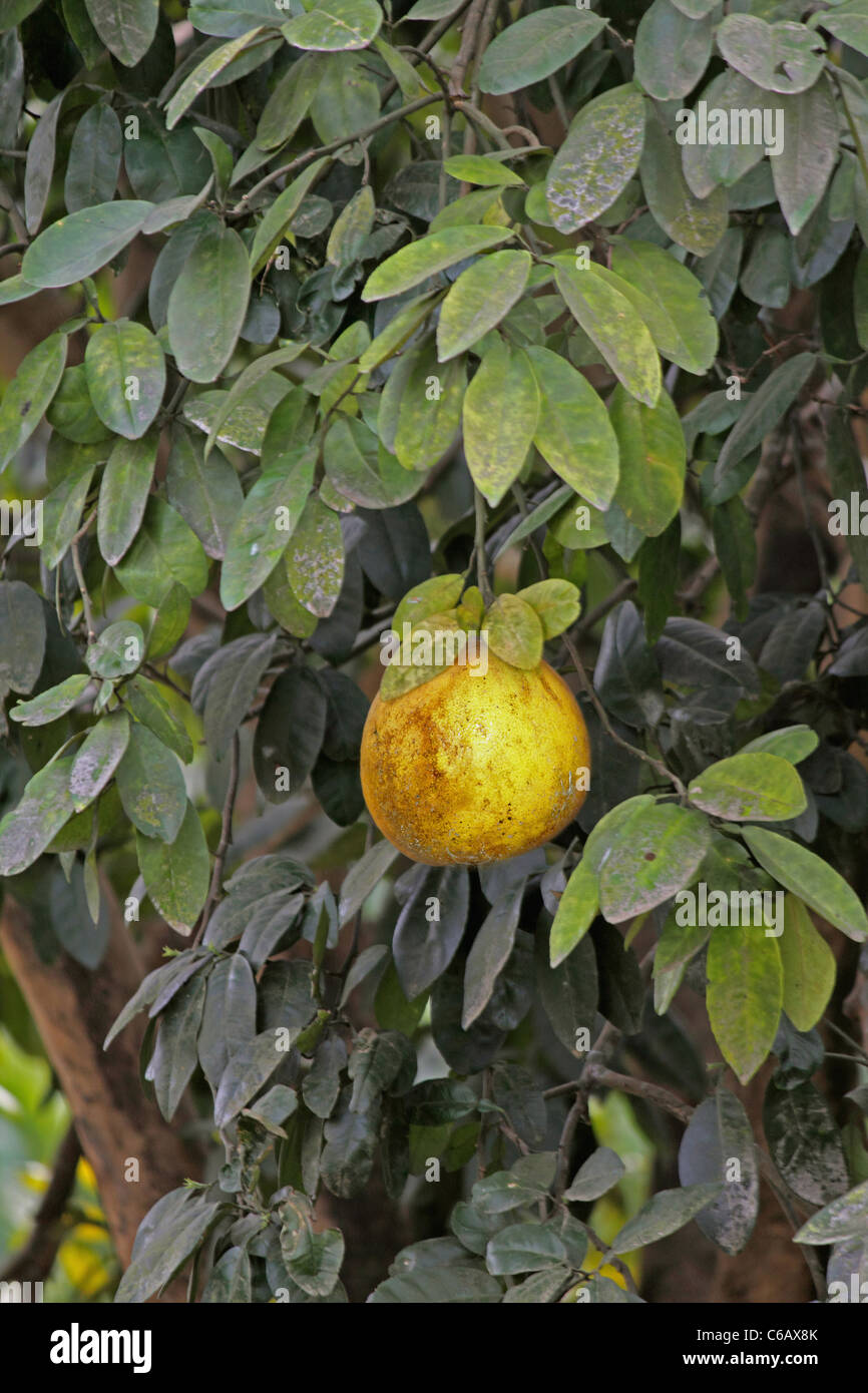 Chinese grapefruit hires stock photography and images Alamy