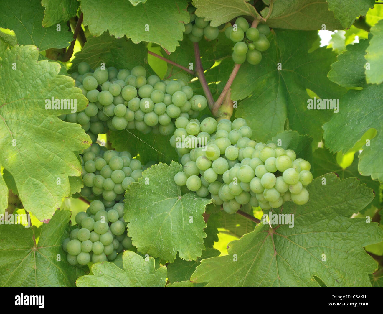 Grapes growing at the Chateau de Brézé, famous for it's underground grape-press. Loire valley, France Stock Photo
