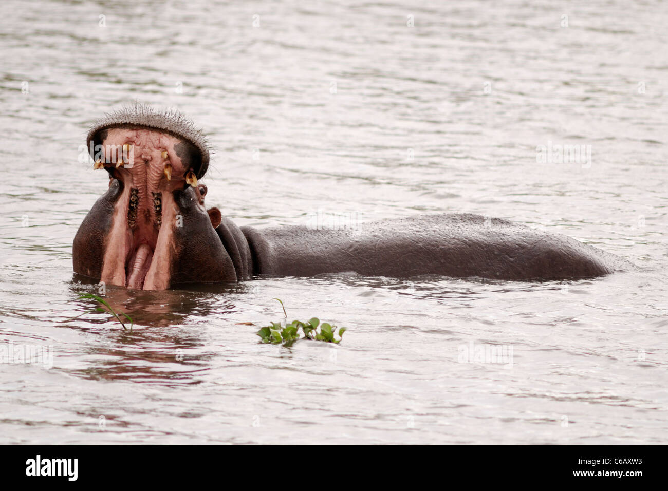 Hippopotamus (Hippopotamus amphibius) mouth open, Kruger National Park, South Africa Stock Photo