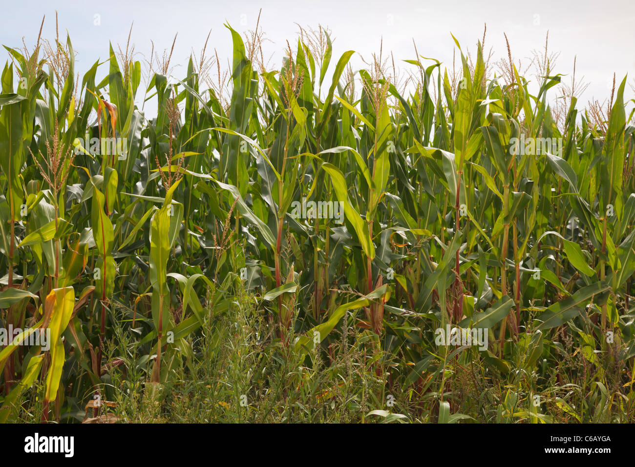 Corn Stock Photo