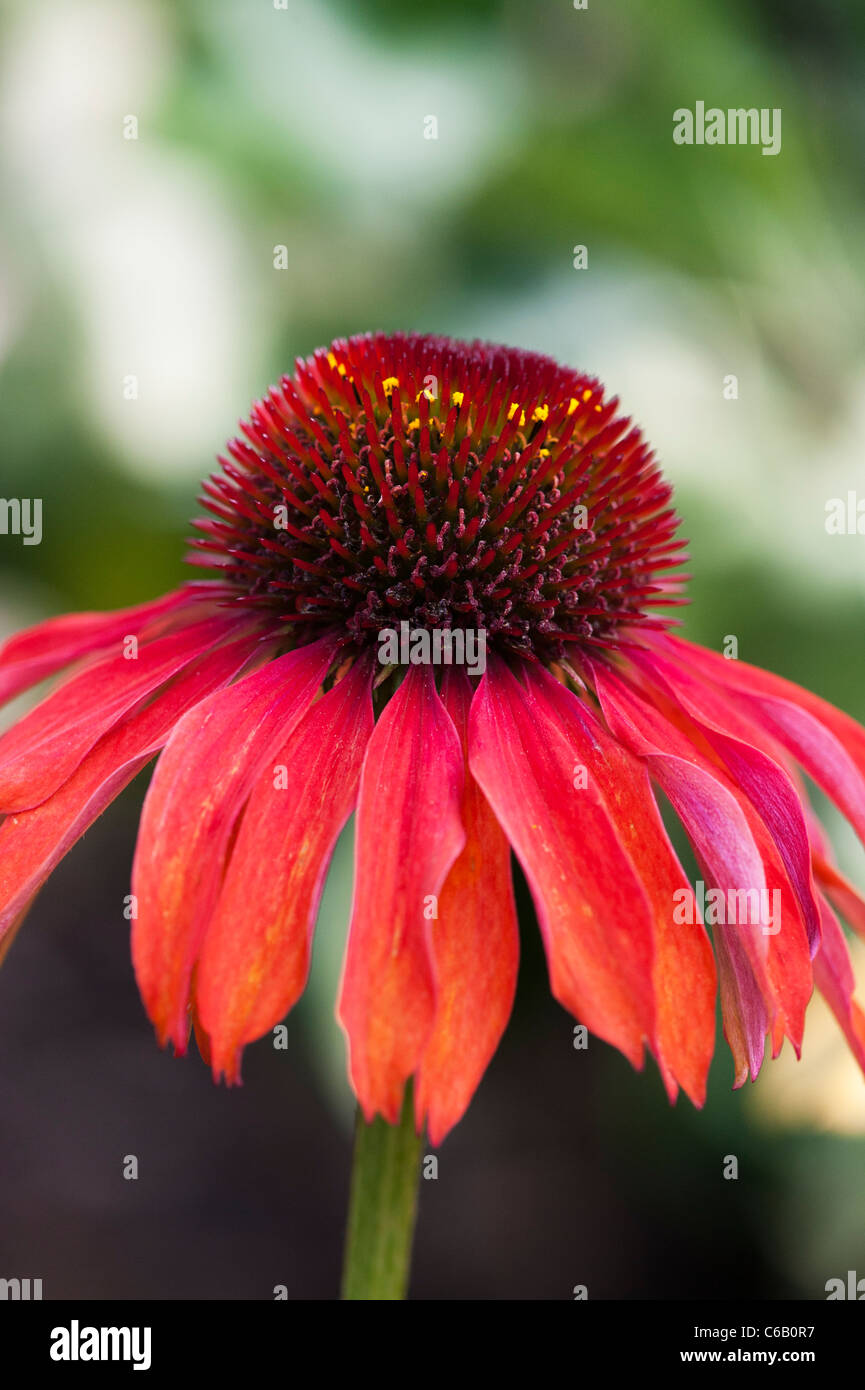 Echinacea ‘Firebird’ coneflower Stock Photo - Alamy