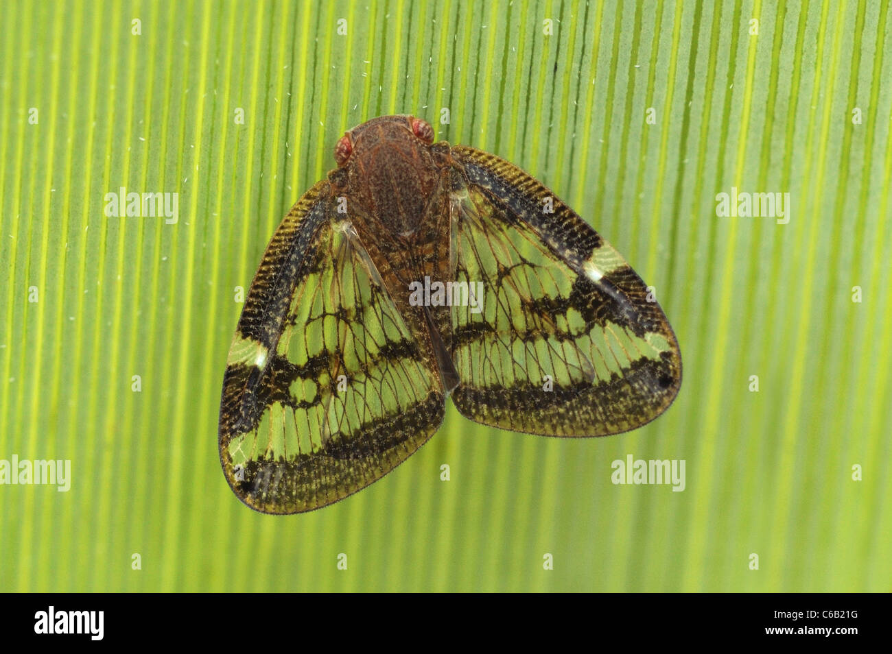 Passionvine Hopper (Scolypopa australis) on a plant leaf in Auckland