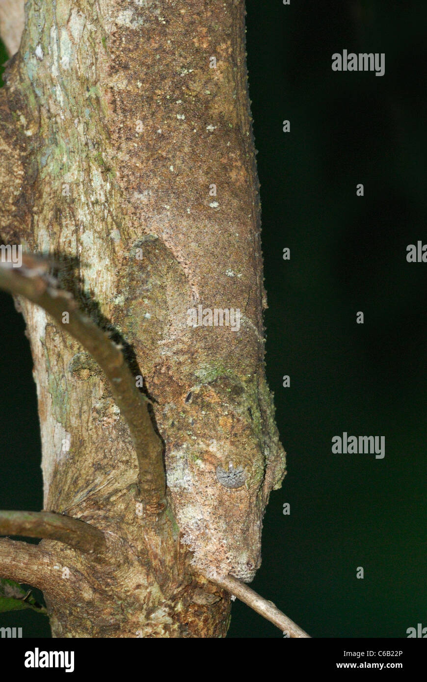 Camouflaged Giant Leaf-tailed Gecko on a tree in the primary rainforest of Andasibe-Mantadia National Park, eastern Madagascar Stock Photo