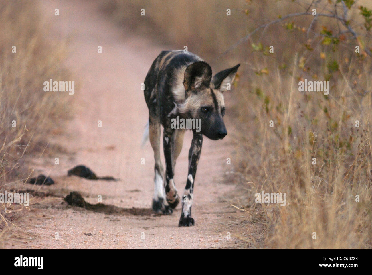 African Wild Dog (Lycaon pictus) in Kruger National Park, South Africa Stock Photo