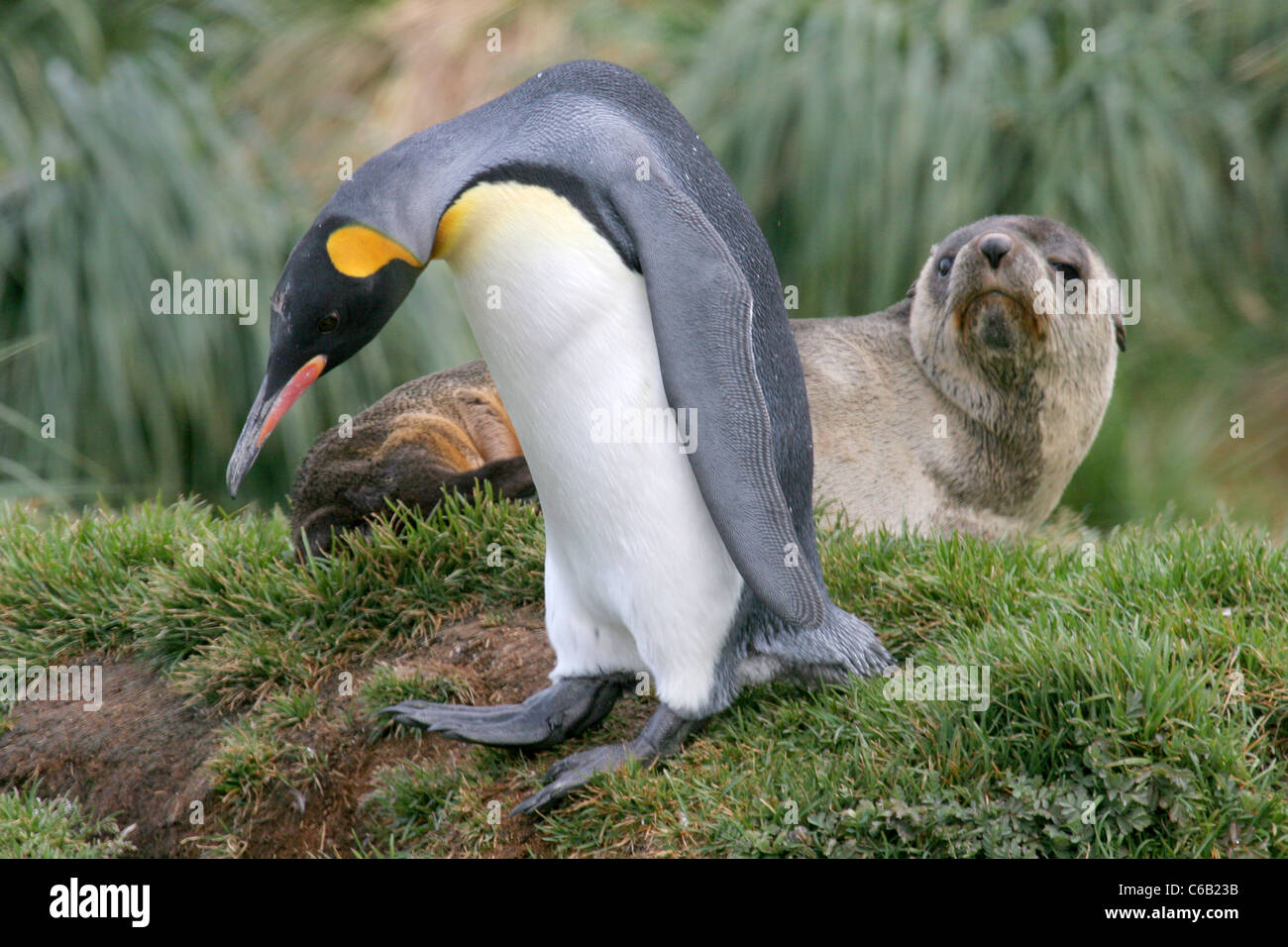 King Penguin walks past Antarctic fur seal Stock Photo