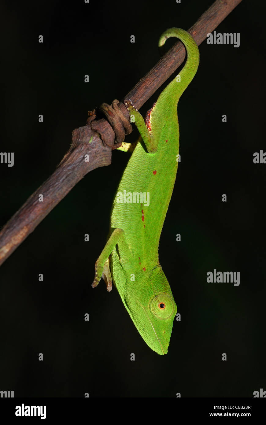 Female Short-nosed Chameleon (Calumma gastrotaenia) in the rainforest of Andasibe-Mantadia National Park, eastern Madagascar. Stock Photo