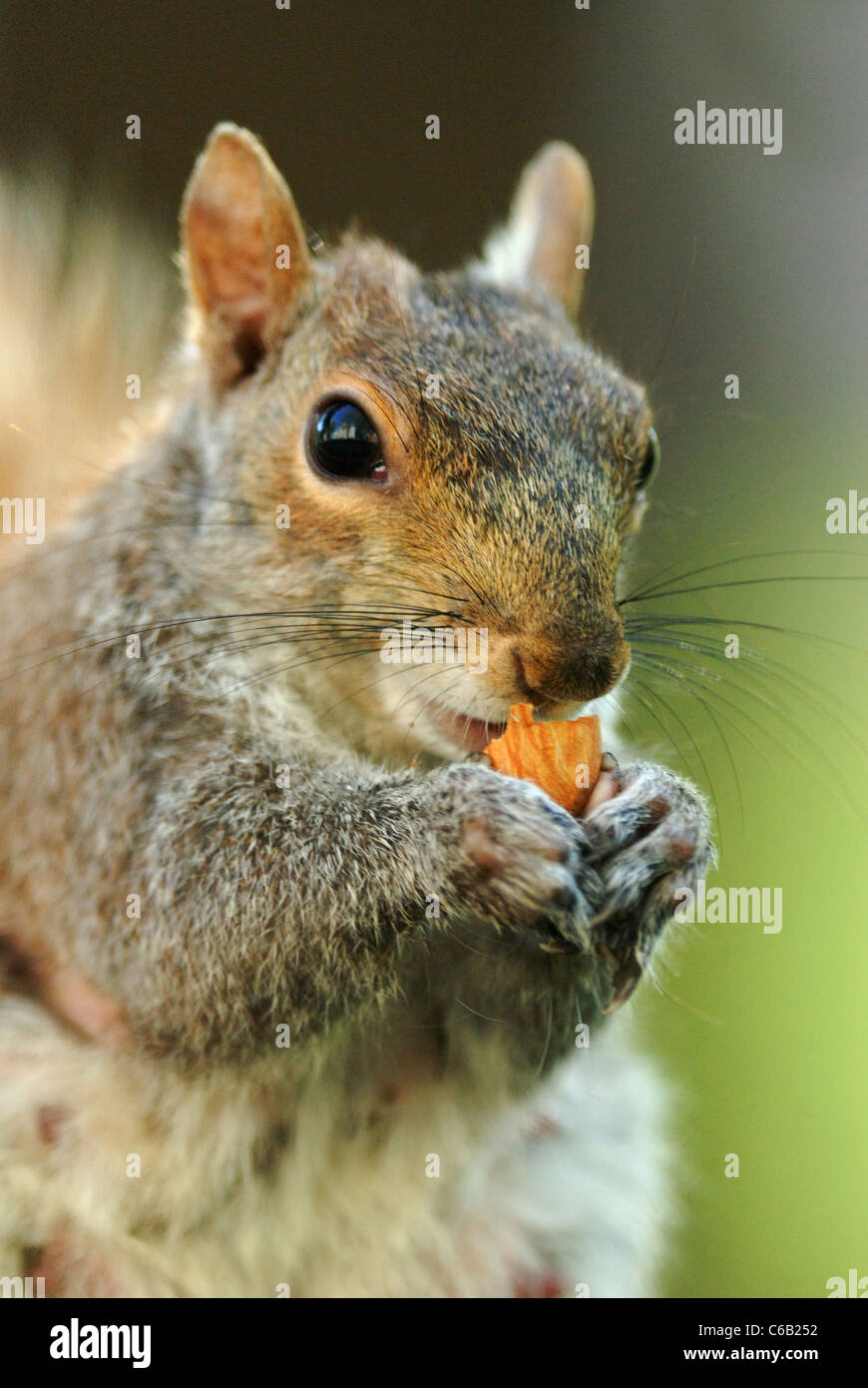 Grey Squirrel (Sciurus carolinensis) eating a nut in Union Square Park  Stock Photo - Alamy