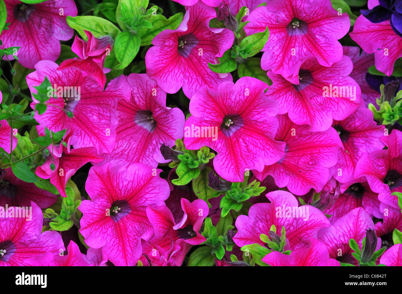 A blaze of bright pink petunias filling the frame UK Stock Photo